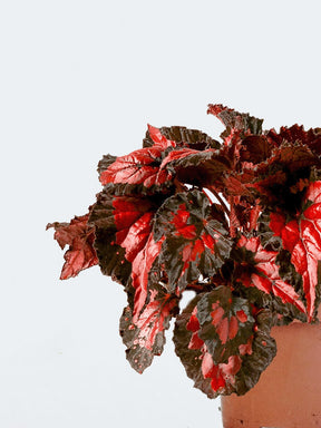 Rexbegonia Röd & Svart - Plantredo