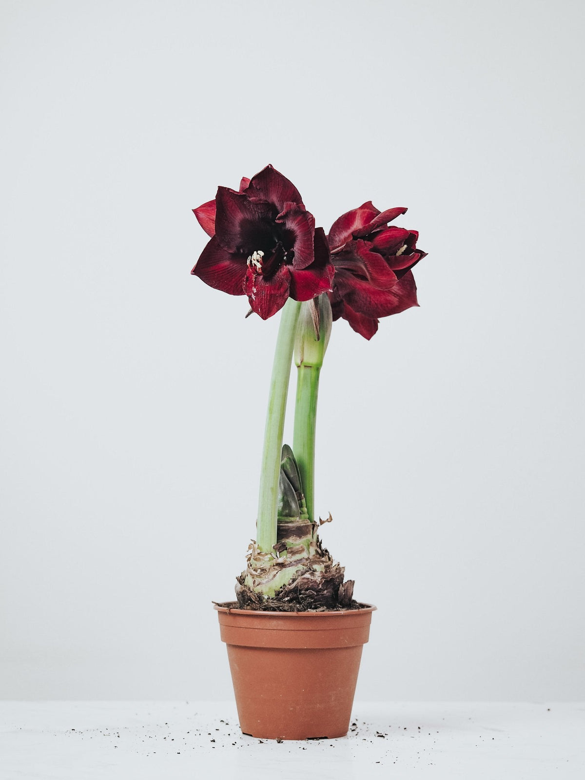 Röd Amaryllis - Plantredo