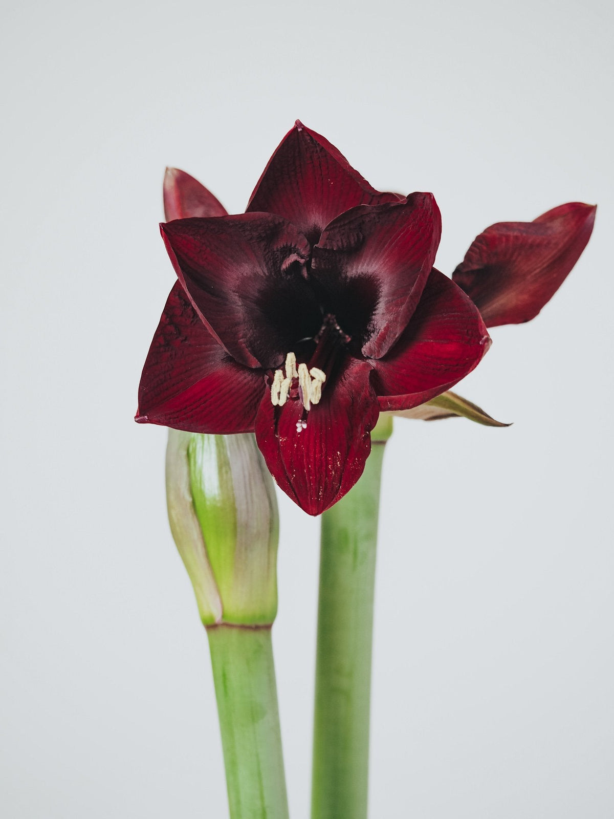 Röd Amaryllis - Plantredo