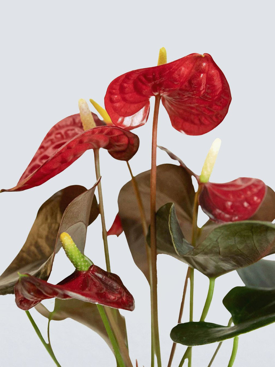 Rosenkalla | Anthurium | Köp Växter Online | Plantredo