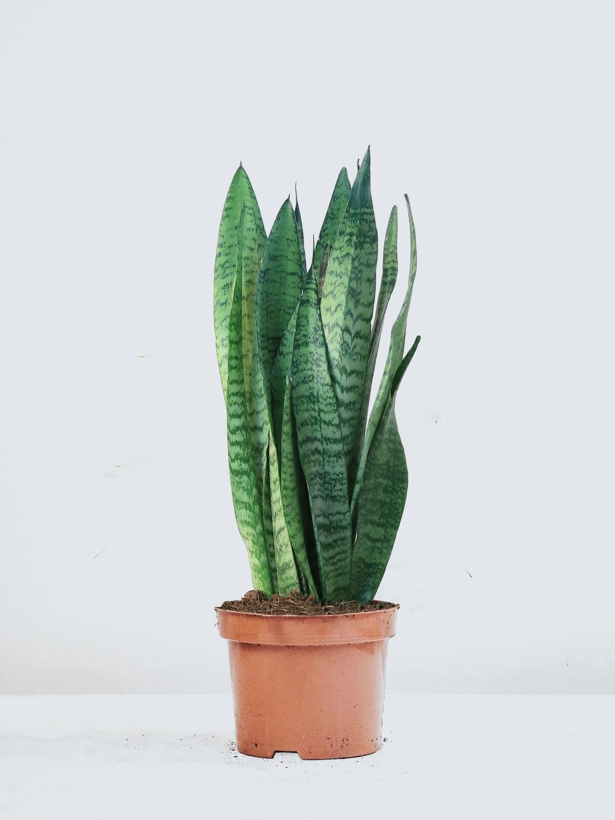 Sanseveria zeylancia - Plantredo