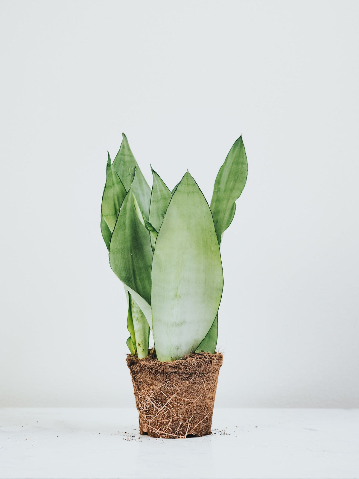 Sansevieria Moonshine - Plantredo