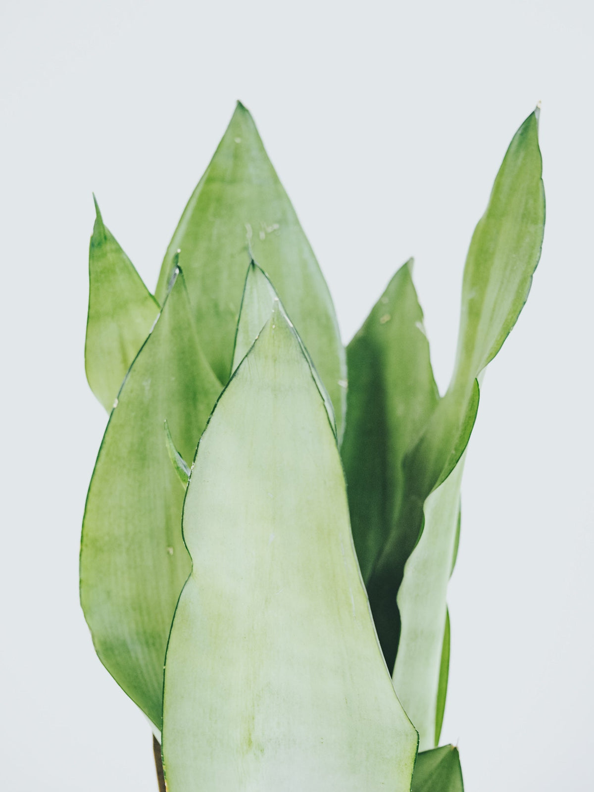 Sansevieria Moonshine - Plantredo