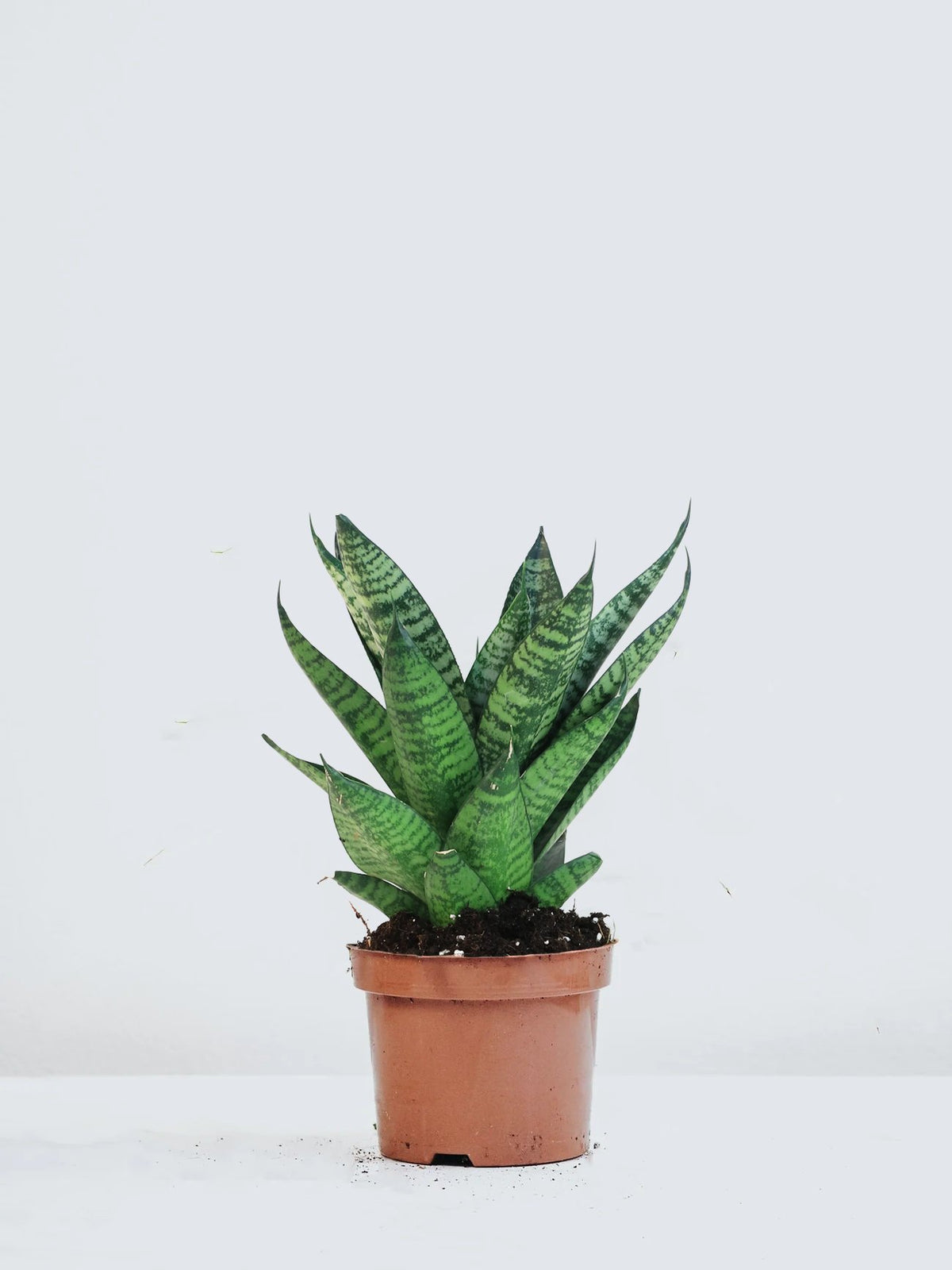 Sansevieria 'tough lady' - Plantredo