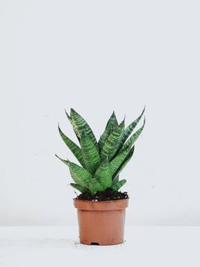 Sansevieria 'tough lady' - Plantredo