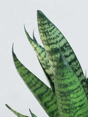 Sansevieria 'tough lady' - Plantredo