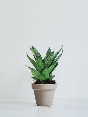 Sansevieria 'tough lady' - Plantredo