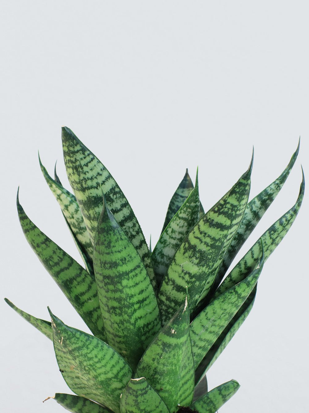 1 x Sansevieria Tough Lady - Pianta Serpente | Pianta Ideale per Casa o Ufficio