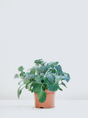 Silverek - Plantredo