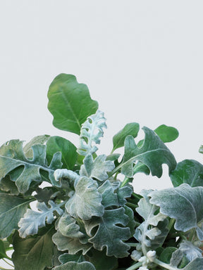 Silverek - Plantredo