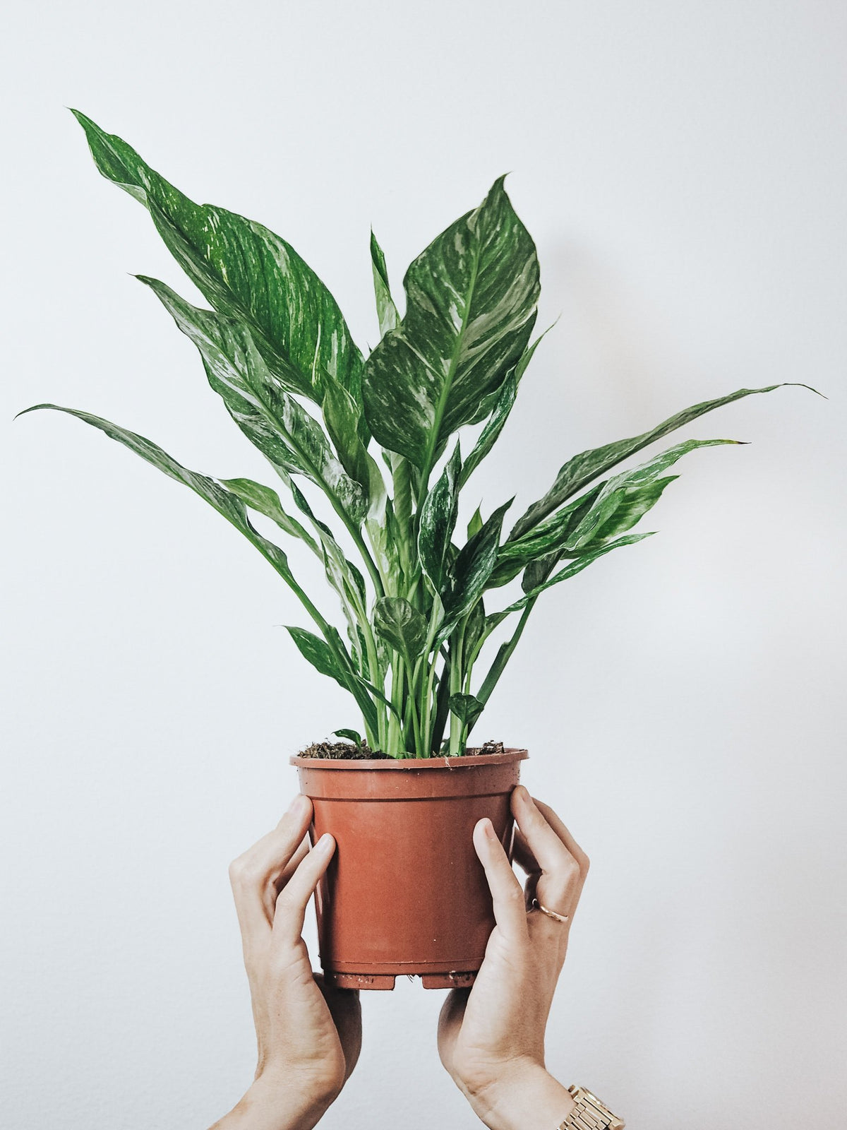 Spathiphyllum Domino - Plantredo