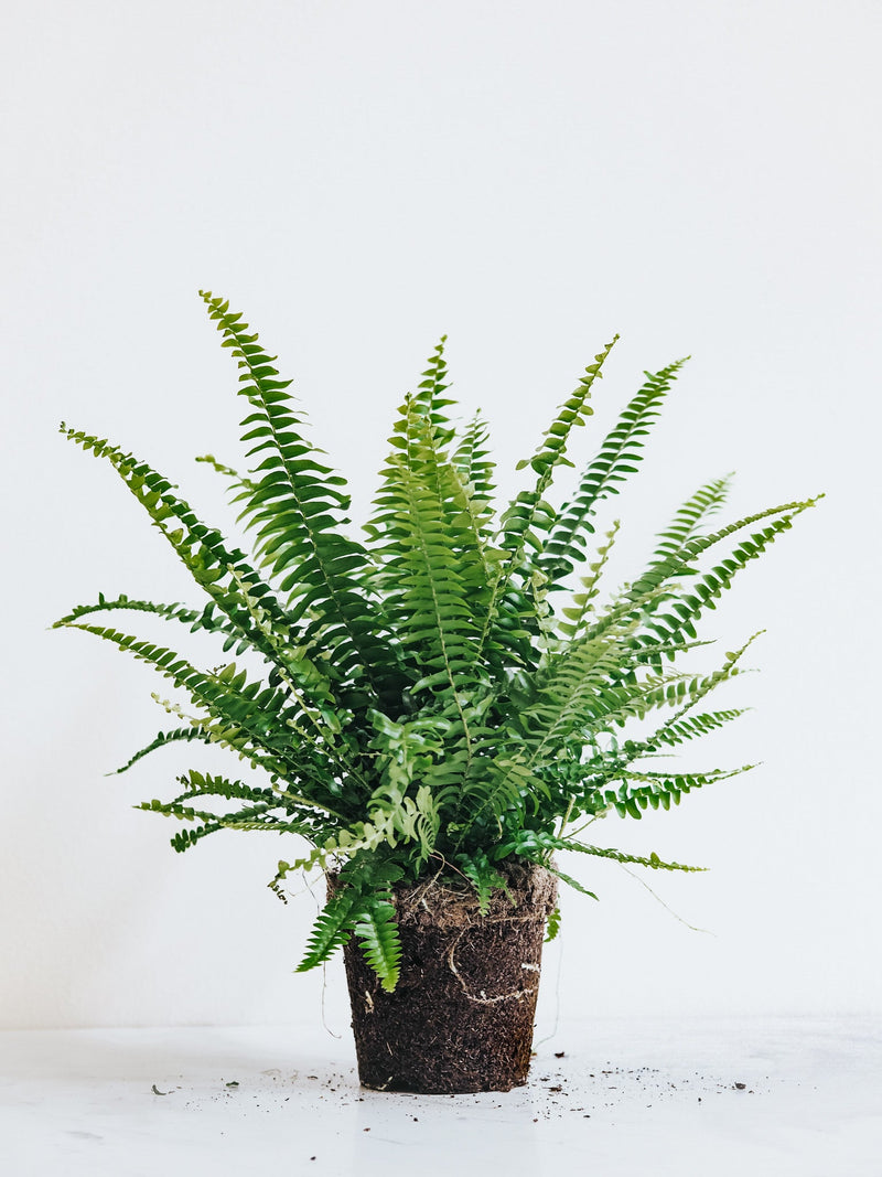 Bräken Växter | Inomhusväxter & Krukväxter, med Leverans