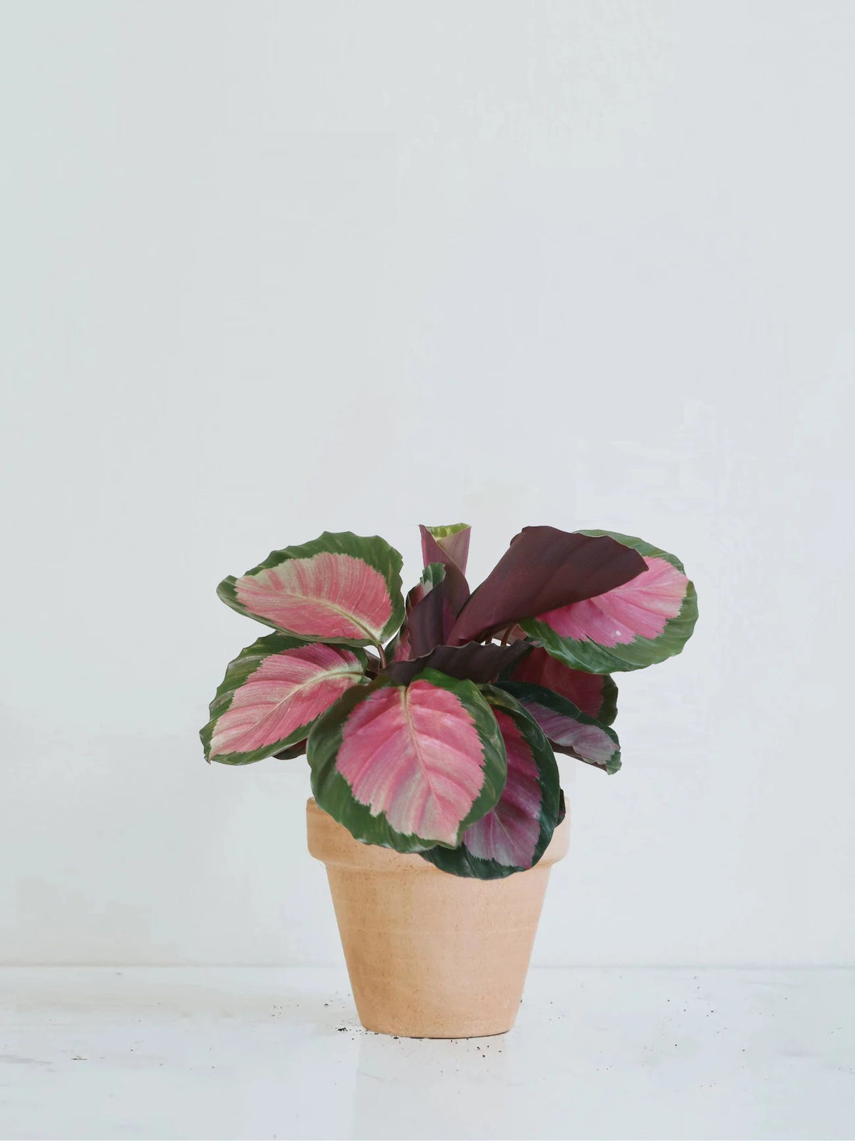 Stor Calathea Rosy - Plantredo