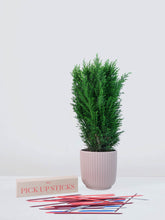Stor Ellwoodii 'Snowwhite' - Plantredo