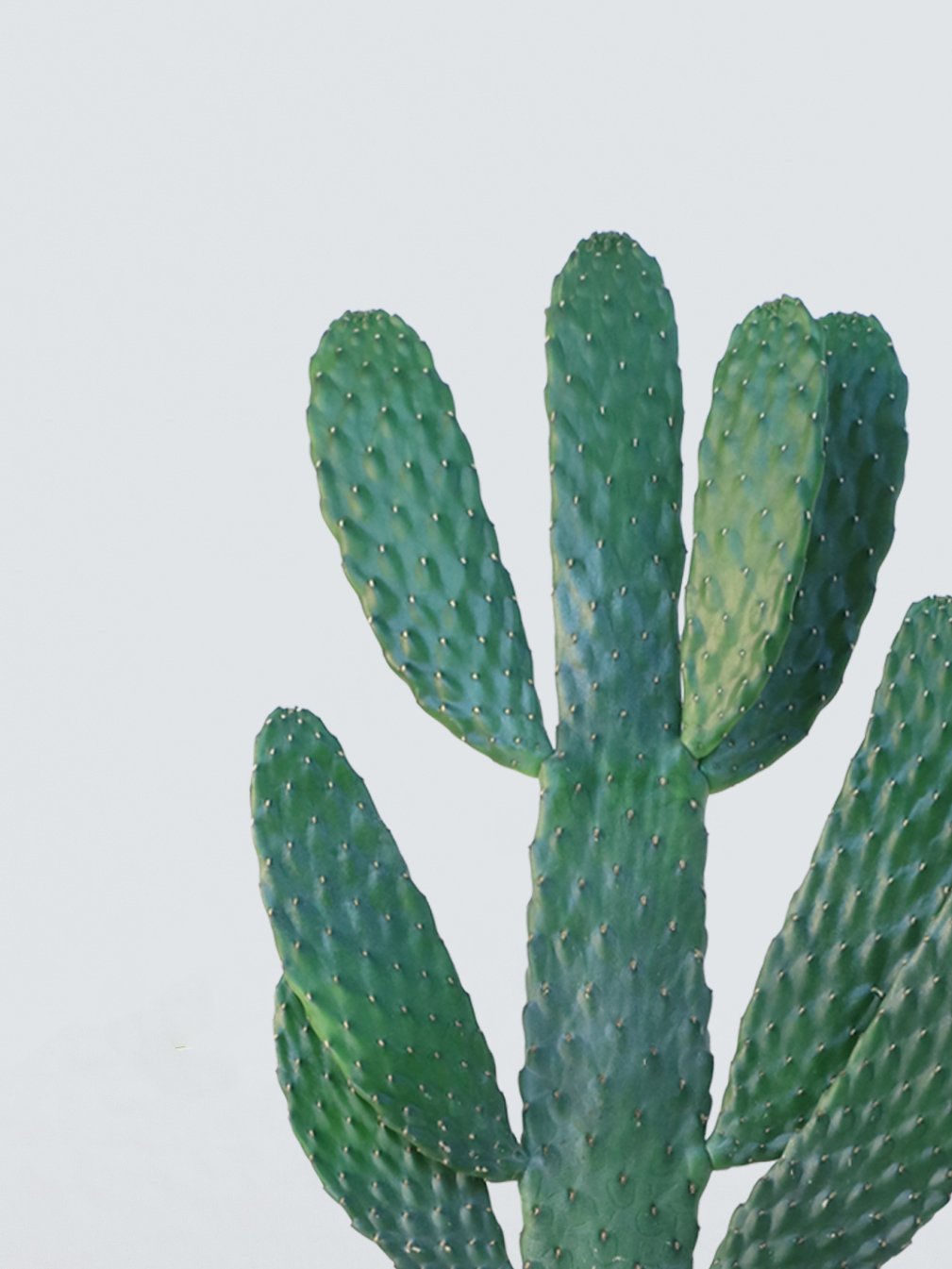 Stor Kaktus Opuntia - Plantredo