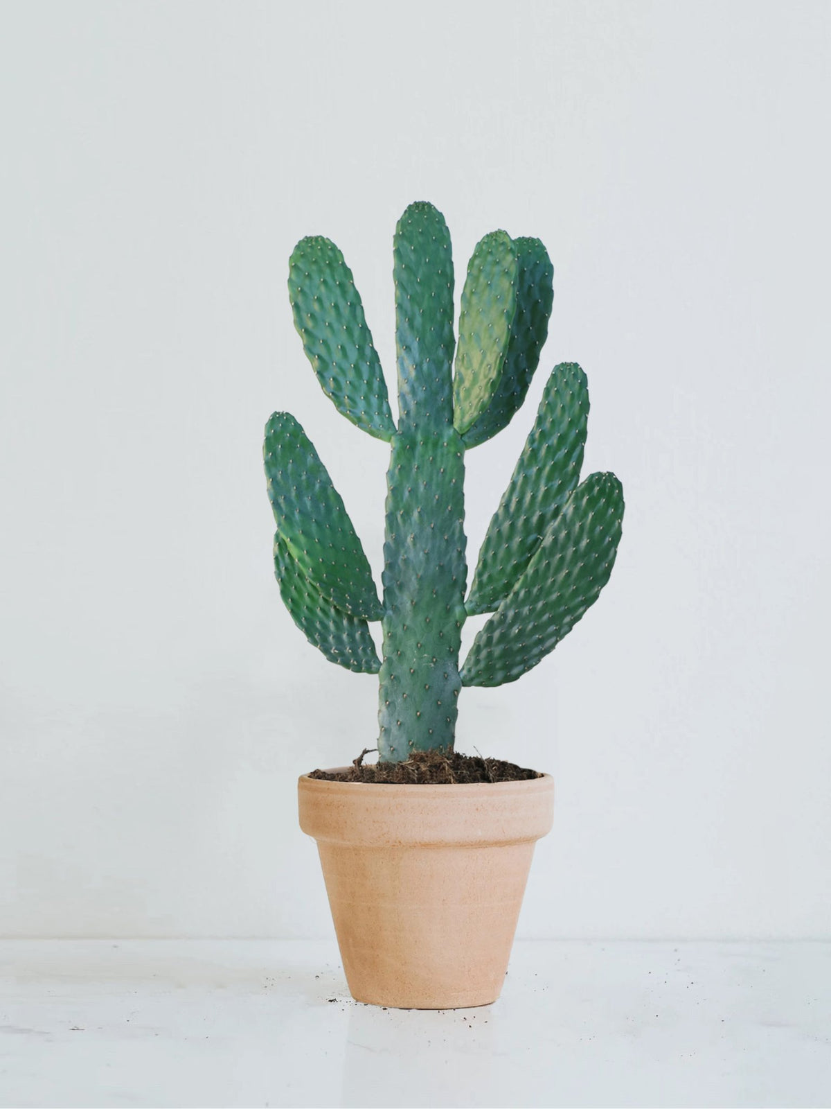 Stor Kaktus Opuntia - Plantredo