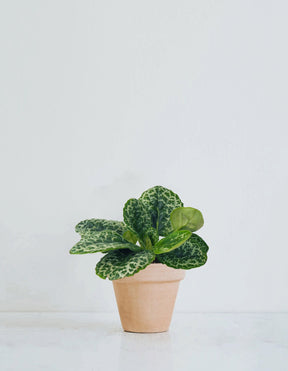 Streptocarpus 'Pretty Turtle' - Plantredo