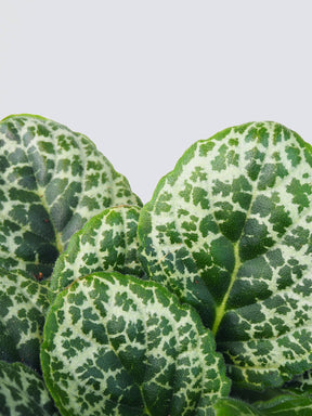 Streptocarpus 'Pretty Turtle' - Plantredo