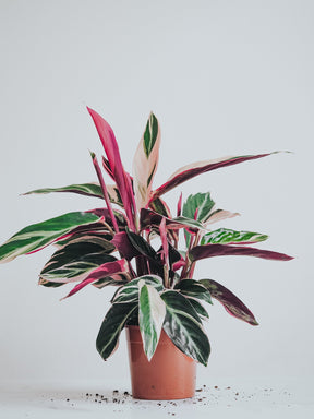 Stromanthe Triostar - Plantredo