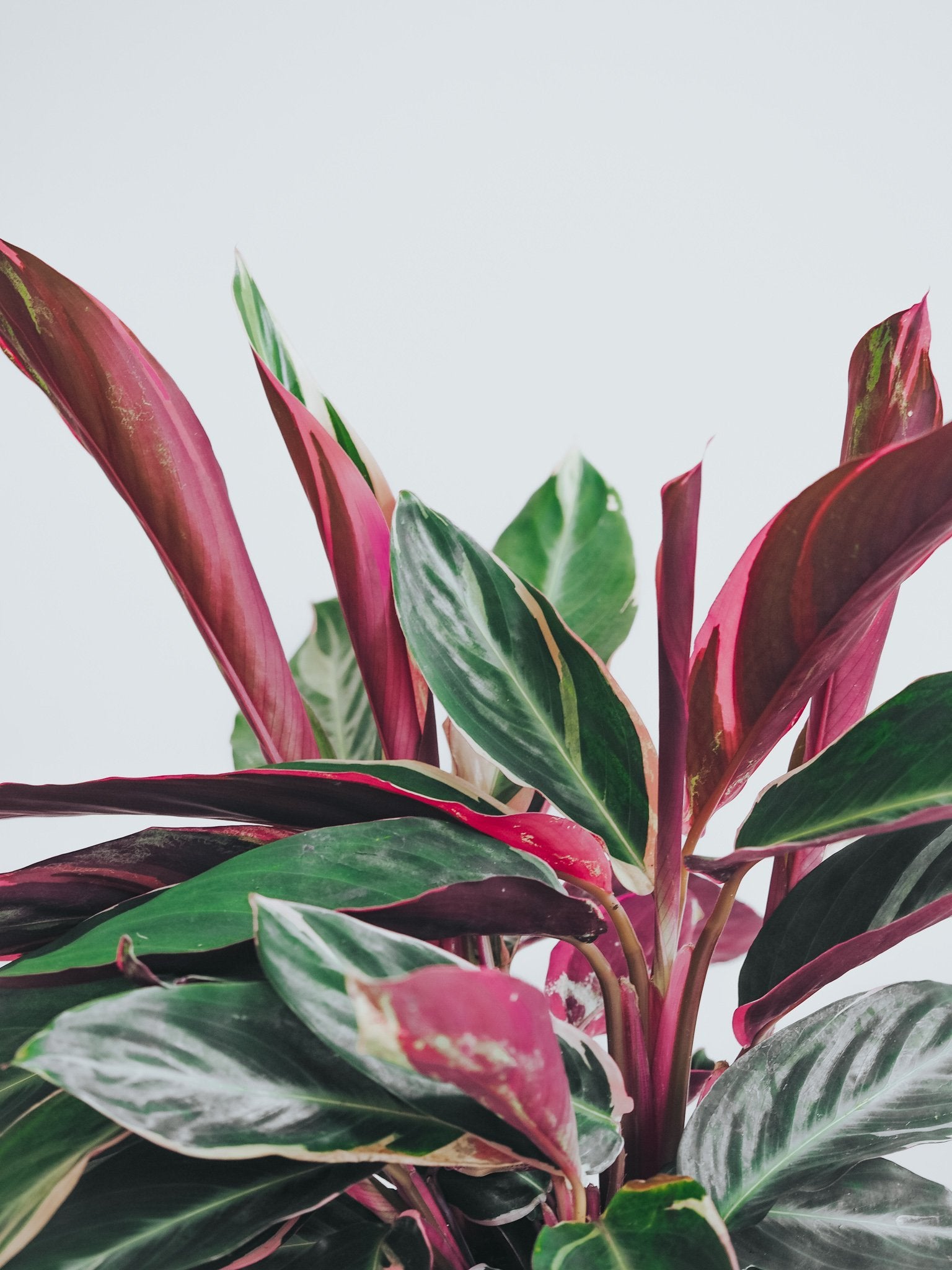 Stromanthe Triostar - Plantredo