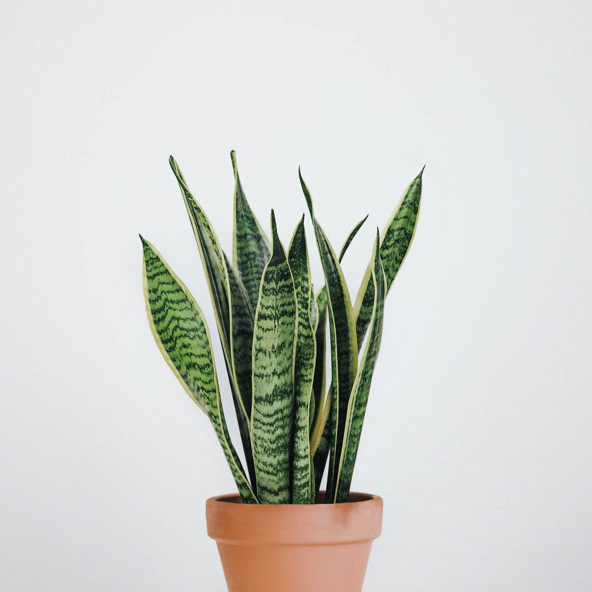 snake plant svenska Svärmorstunga | Sansevieria Trifasciata | Växter Online