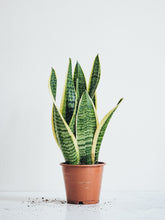 Svärmorstunga - Plantredo