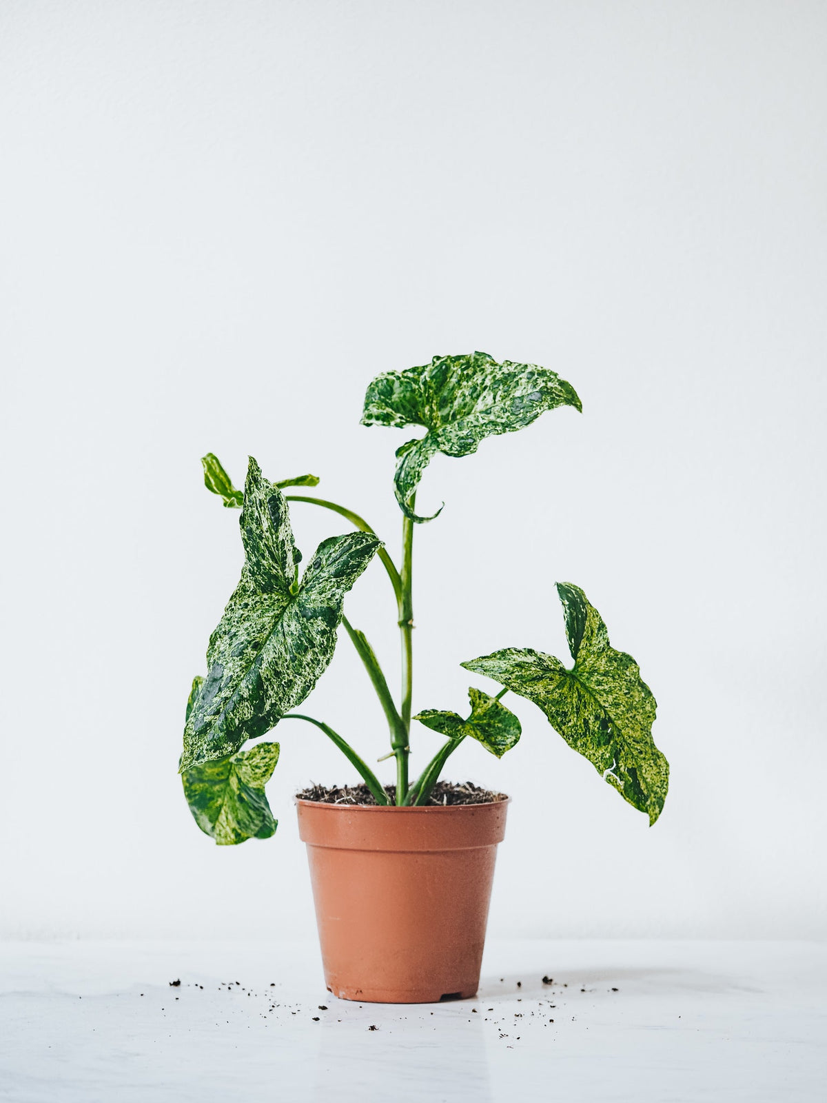 Syngonium Mottled - Plantredo