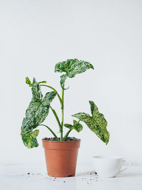 Syngonium Mottled - Plantredo