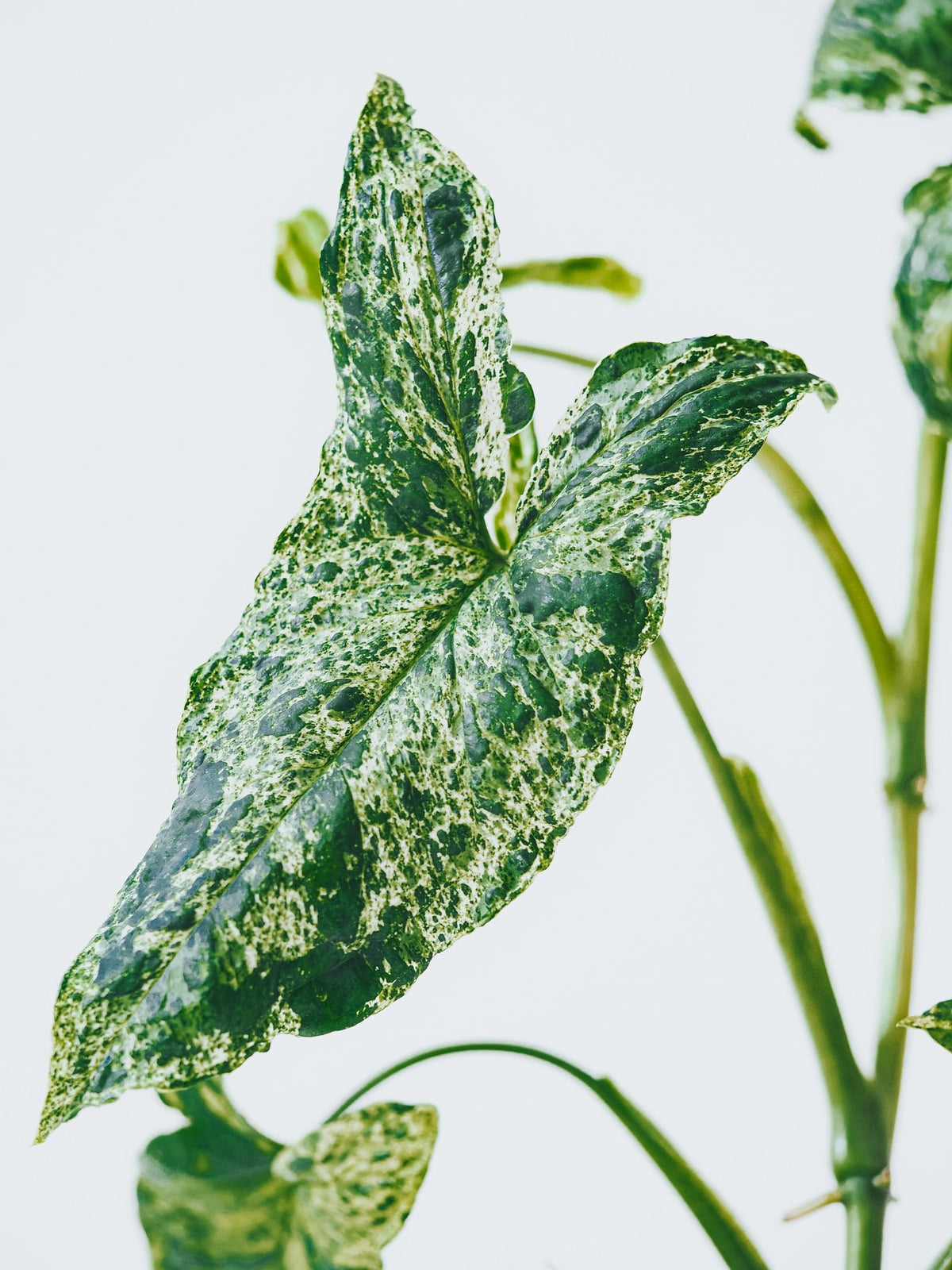 Syngonium Mottled - Plantredo