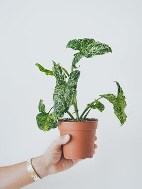 Syngonium Mottled - Plantredo