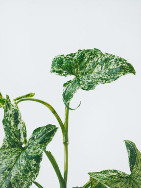 Syngonium Mottled - Plantredo