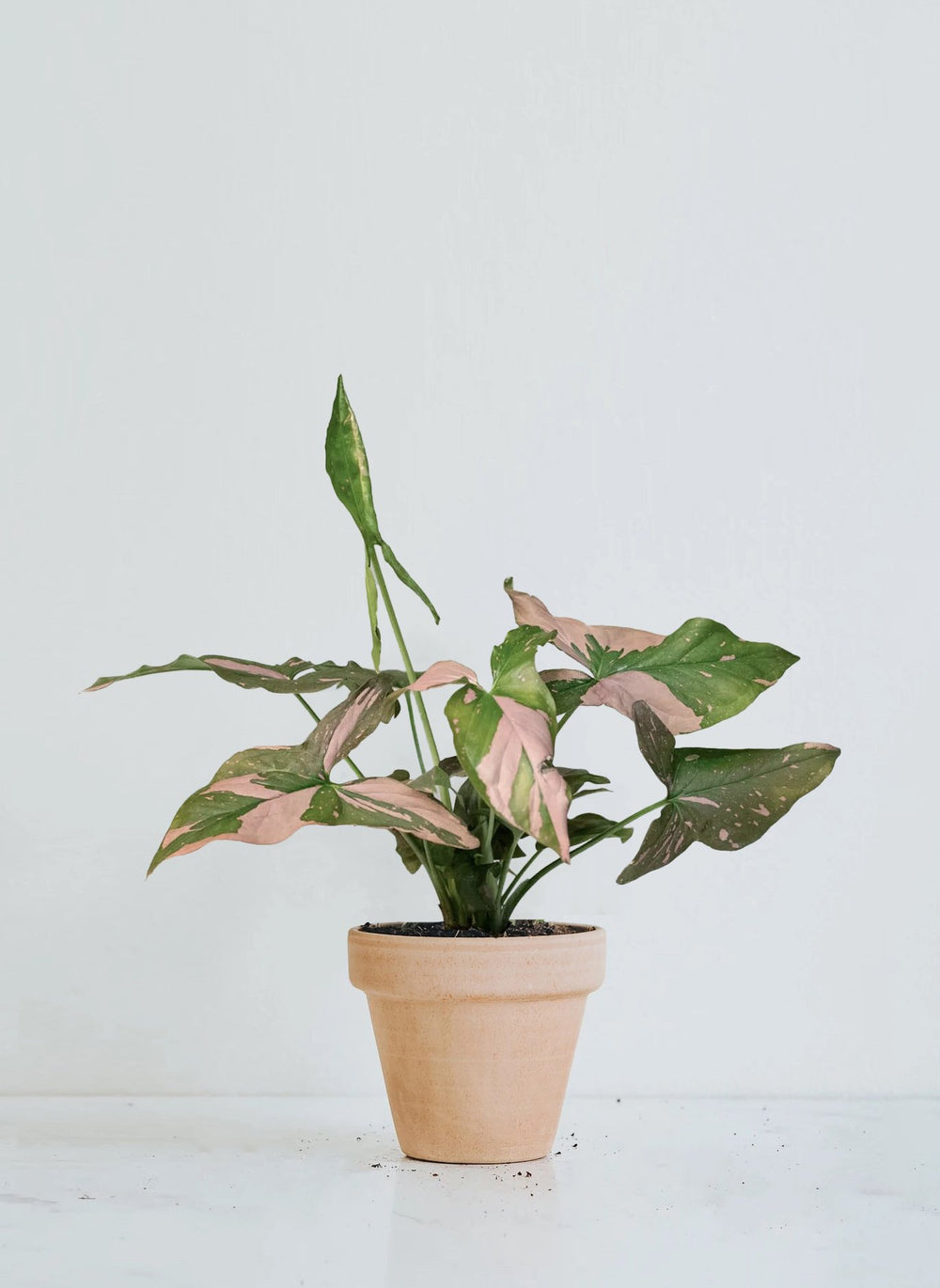 Syngonium Pink Splash | Köp Växter Online | Plantredo