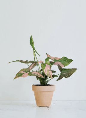 Syngonium Pink Splash - Plantredo