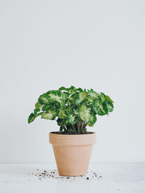 Syngonium Pixie - Plantredo