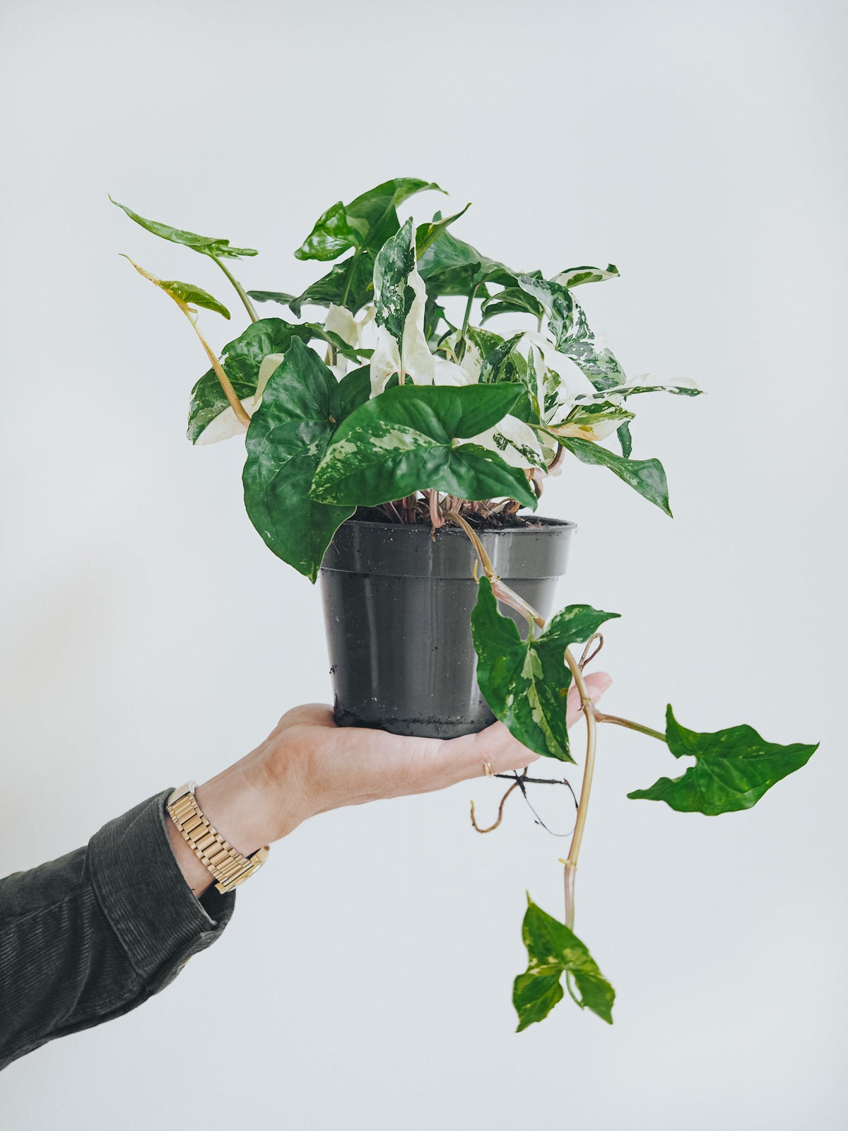 Syngonium podophyllum albo ’Variegata’ - Plantredo