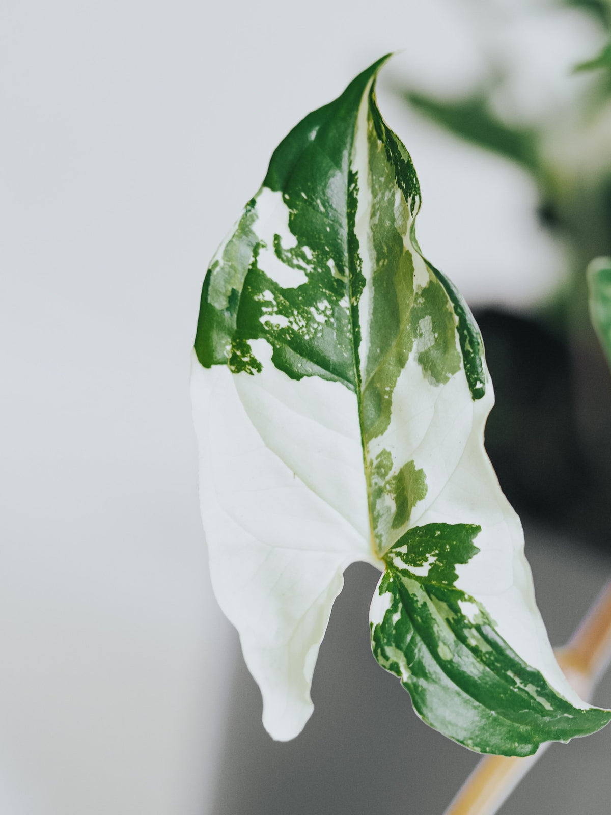 Syngonium podophyllum albo ’Variegata’ - Plantredo