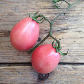 Tomat Thai Pink Egg fröer - Piccolo - Plantredo