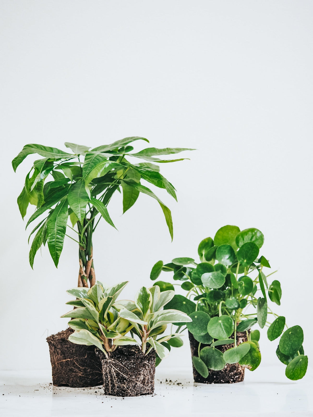 Tre Djurvänliga Växter kit - Plantredo