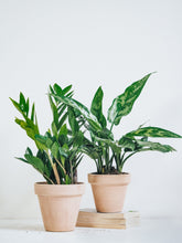 Två Skuggtåliga Växter - Plantredo