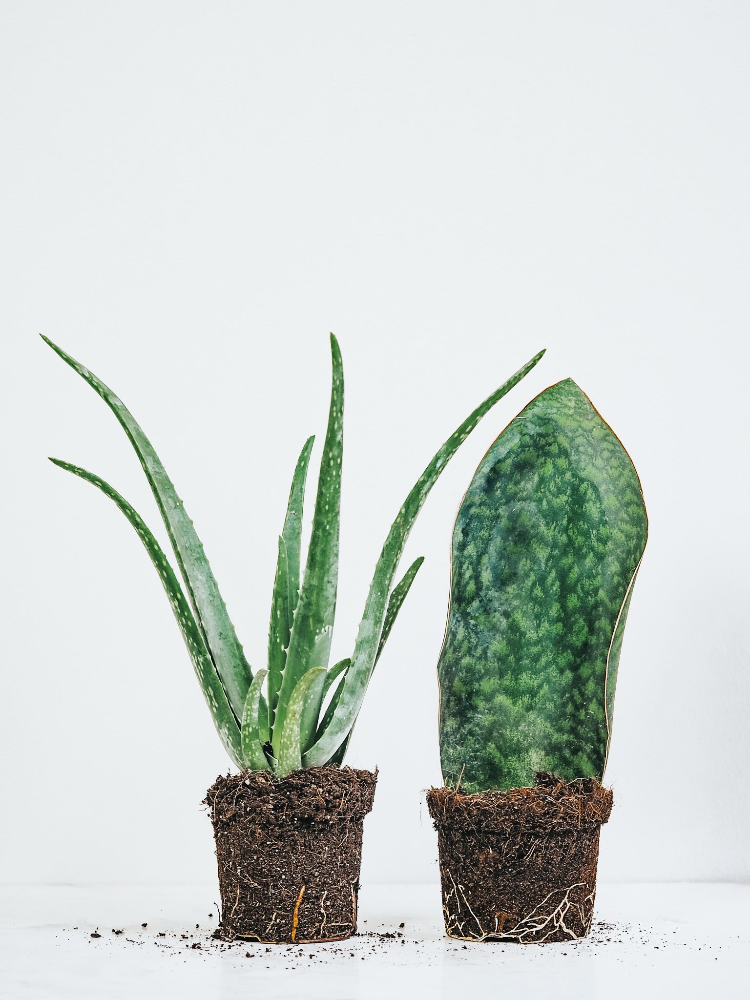 Två Soldyrkande Växter kit - Plantredo