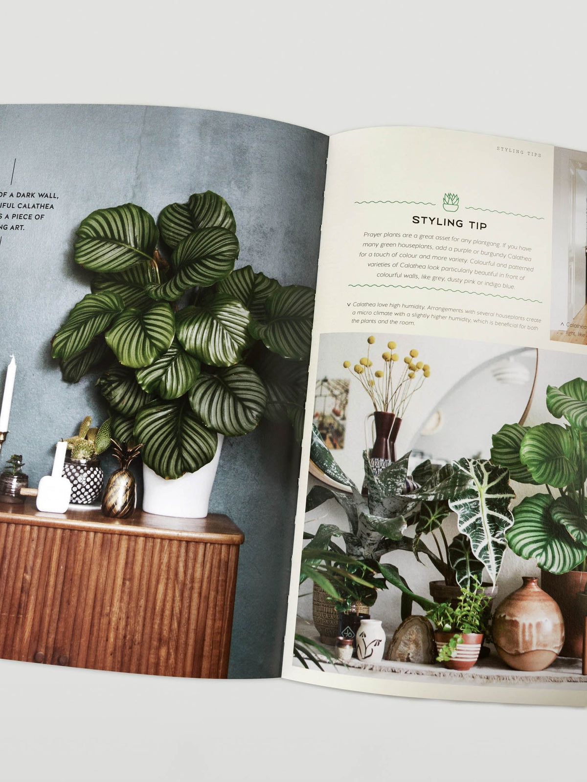 Urban Jungle - Plantredo
