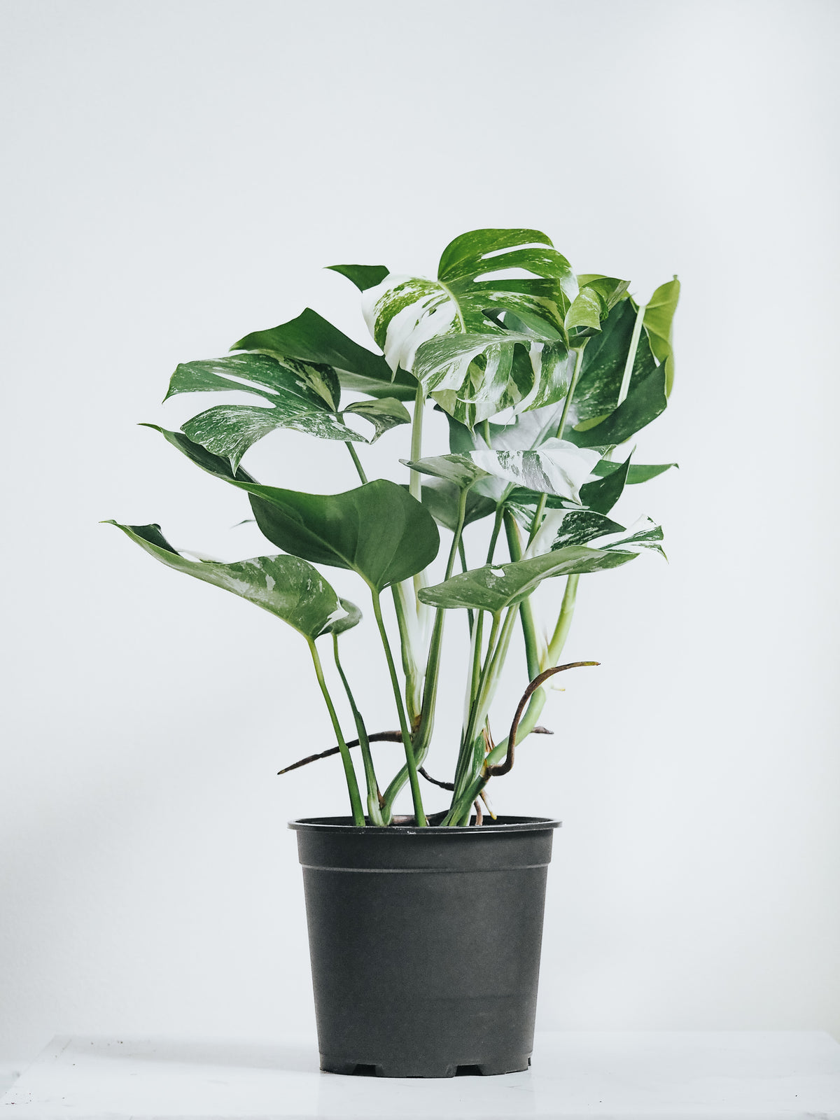 Monstera Variegata