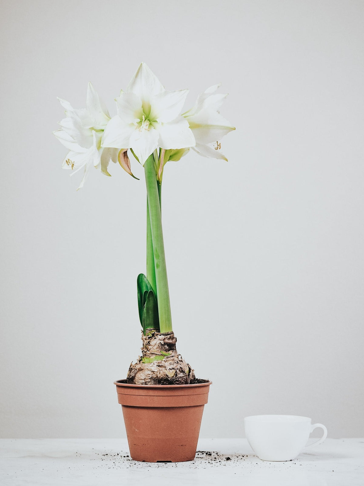 Vit Amaryllis - Plantredo