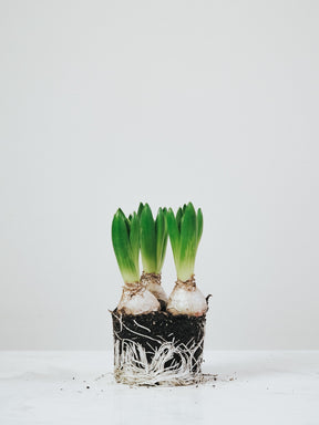 Vit Hyacint - Plantredo