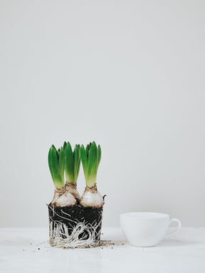 Vit Hyacint - Plantredo