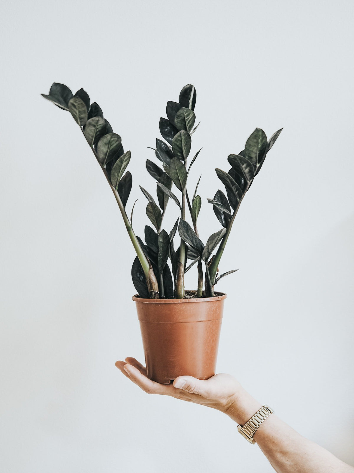 Zamioculcas Raven - Plantredo