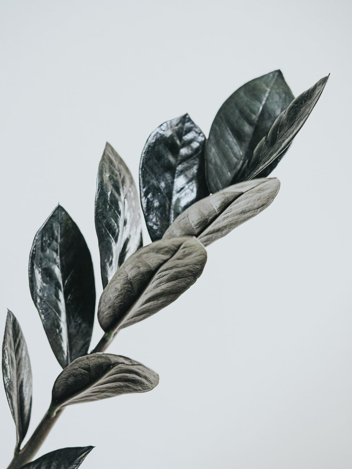 Zamioculcas Raven - Djungelrummet